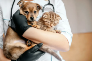 Pets: 600 vagas para castração gratuita de cães e gatos são abertas em Campo Grande.