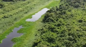 Plantas aquáticas causam entupimento de rio e deixam 200 famílias isoladas no Pantanal.