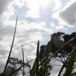 Terça-feira será de tempo instável em Mato Grosso do Sul.