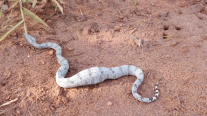 Cobra é resgatada após se alimentar de pássaro na calçada de bairro em Miranda.