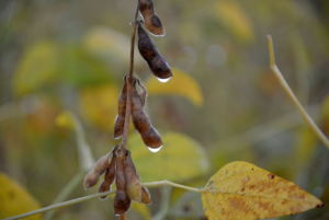 Cerrado (61% do território de MS) recebe 600 milhões de litros de agrotóxico por ano.