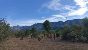 Após incêndios destruírem 4 milhões de hectares, Pantanal é reflorestado com mais de 25 mil árvores nativas.