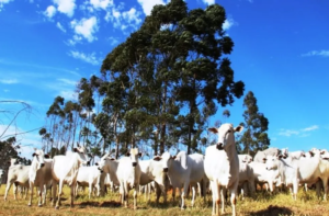 Mais de 80% dos rebanhos foram declarados; prazo termina no dia 30.