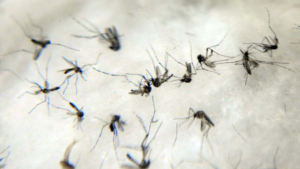 Oito vezes maior que no ano passado, casos de chikungunya em 2023 bateram recorde em MS.