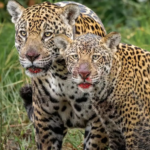 Fotógrafo flagra mãe e filhote com boca suja de sangue após caçada no Pantanal de MS; veja fotos.