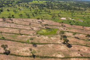 MPE diz que lei de MS é permissiva e exige fim dos desmatamentos no Pantanal.