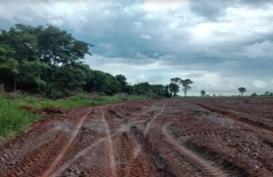 Desmatamento no Pantanal de área igual a 69 mil estádios implica fazendeiros em inquérito do MP.