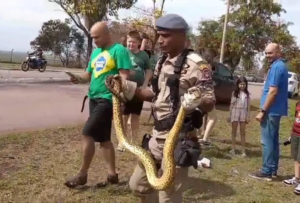 Sucuri gigante é resgatada em avenida no Pantanal de MS.