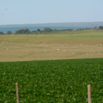 PIB da agropecuária deve crescer 10% em Mato Grosso do Sul em 2023.