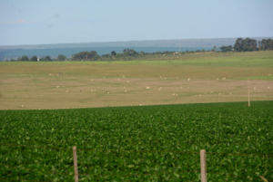 PIB da agropecuária deve crescer 10% em Mato Grosso do Sul em 2023.