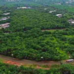 Desmatamento foi liberado no Parque dos Poderes em ‘acordão’ sem estudo de impacto ambiental.