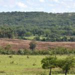 MS fica fora do aumento de 43% das áreas de alerta de desmatamento no Cerrado.