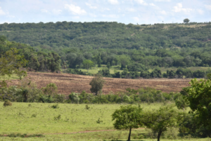 MS fica fora do aumento de 43% das áreas de alerta de desmatamento no Cerrado.