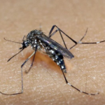 Brasil ultrapassa meio milhão de casos prováveis de dengue.