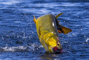 Deputados chegam a consenso e pesca de Dourado fica proibida por mais um ano.