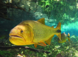 Turista é atacada e tem pé ferido por peixe Dourado durante banho em balneário de Bonito.